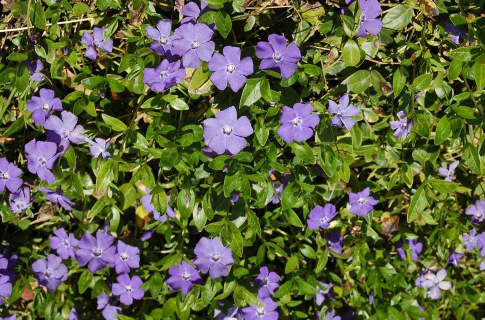 Flowering Vinca Minor Evergreen Ground Cover Qty18 Transplant Etsy UK