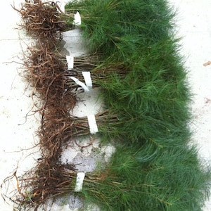 May include: Five bundles of pine tree seedlings with roots, tied with white string, on a white surface.