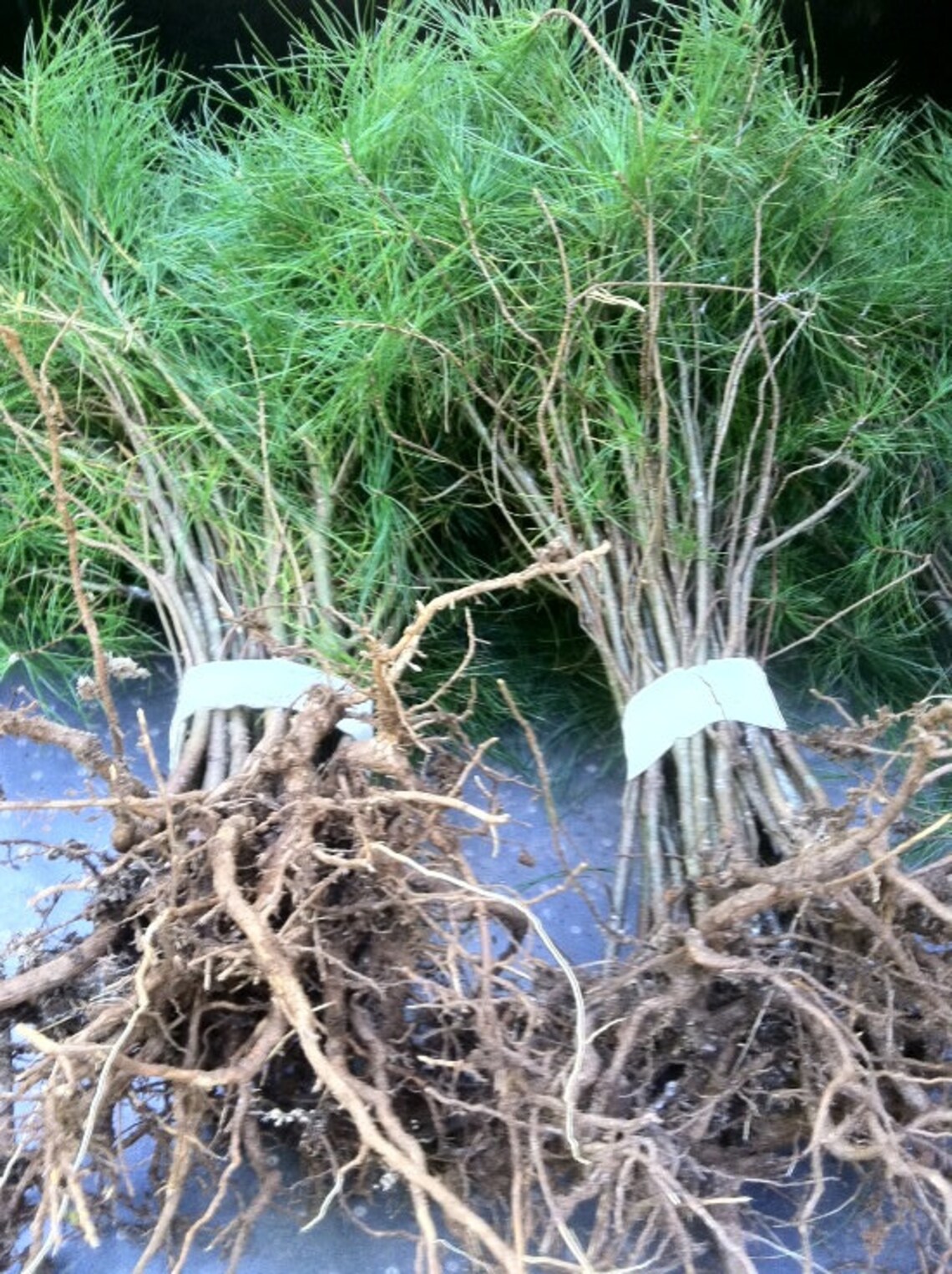 Eastern White Pine Transplant Seedlings 1417 Inch Qty7 Item Etsy