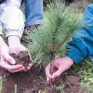 May include: Two people planting a small pine tree in the ground. The tree is green and has a brown trunk. The people are wearing blue jeans and one person is wearing a white shirt and the other is wearing a blue jacket.
