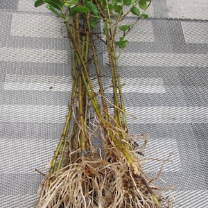 26 Common White Flowering Wild Privet Ligustrum vulgare 6-8 Inch Tall Starter Transplant Seedlings  Priced as  LOW as  44.00 per BUNDLE-RB
