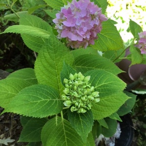 May include: A close-up of a hydrangea plant with pink flowers and green buds. The plant has large, green leaves.