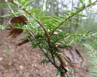 Qty- 10 Eastern  Hemlock Evergreen Tree Seedling Transplants 4-8 inch tall