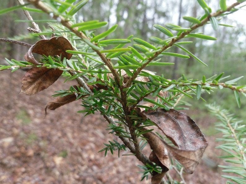 Qty 10 Eastern Hemlock Evergreen Tree Seedling Transplants 4-8 inch tall image 1