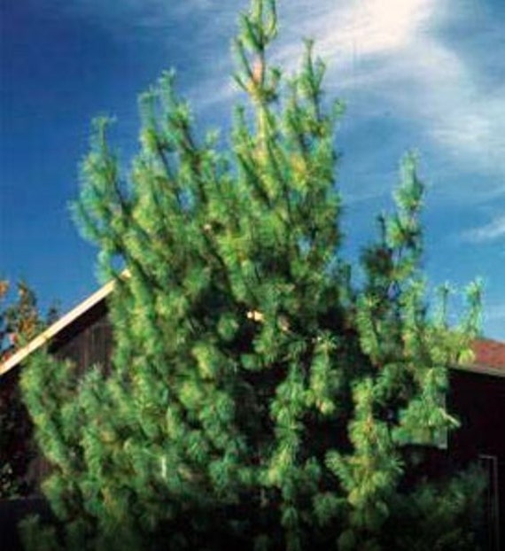 Live Tree 16