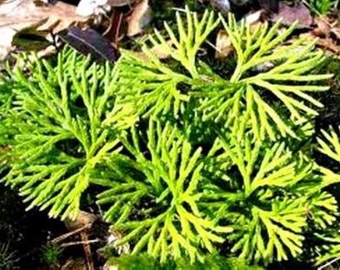 Club Moss Lycopodium complanatum Grown Ground Cedar Evergreen Ground cover, stays green,beautiful in the snow 30ft of  ground cover vine.