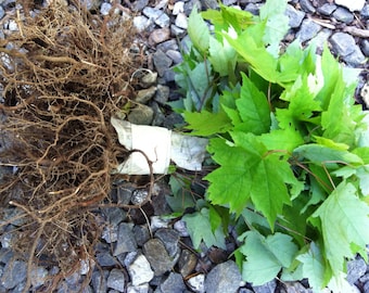 Native Red Maple For Sale - Florae Farms