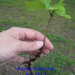 25 Eastern White Oak Seedlings Pre-Order Sales Reserve for Late Spring 2025 Shipping