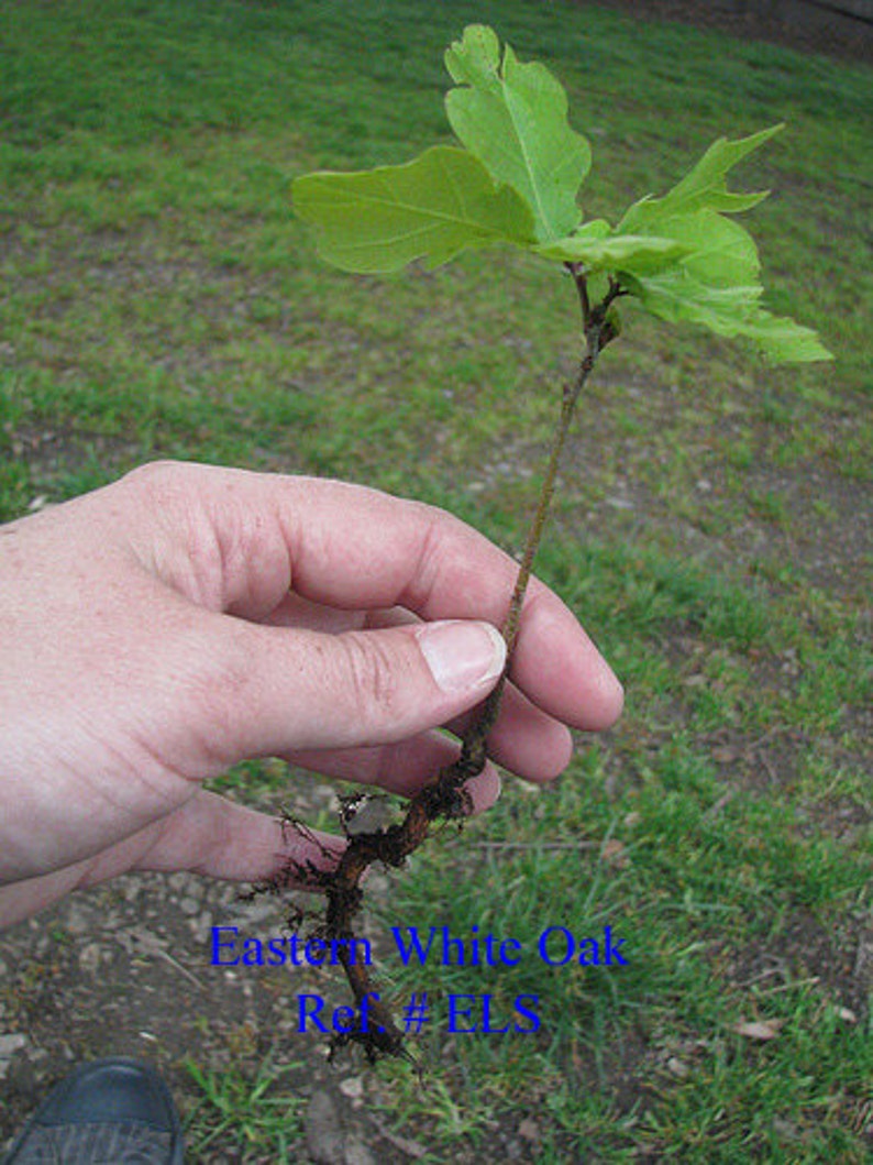 25 Eastern White Oak Seedlings Preorder Sales Reserve for Etsy