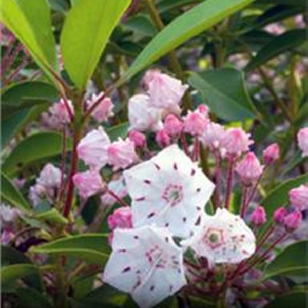 Propagation of Un-Rooted Qty-28 Cuttings From Flowering Mountain Laurel Shrubs 6" to 8" inches long