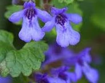 Qty-28 Purple Flowering Creeping Charlie Transplant rooted seedlings 18 inches long each Border Ground cover