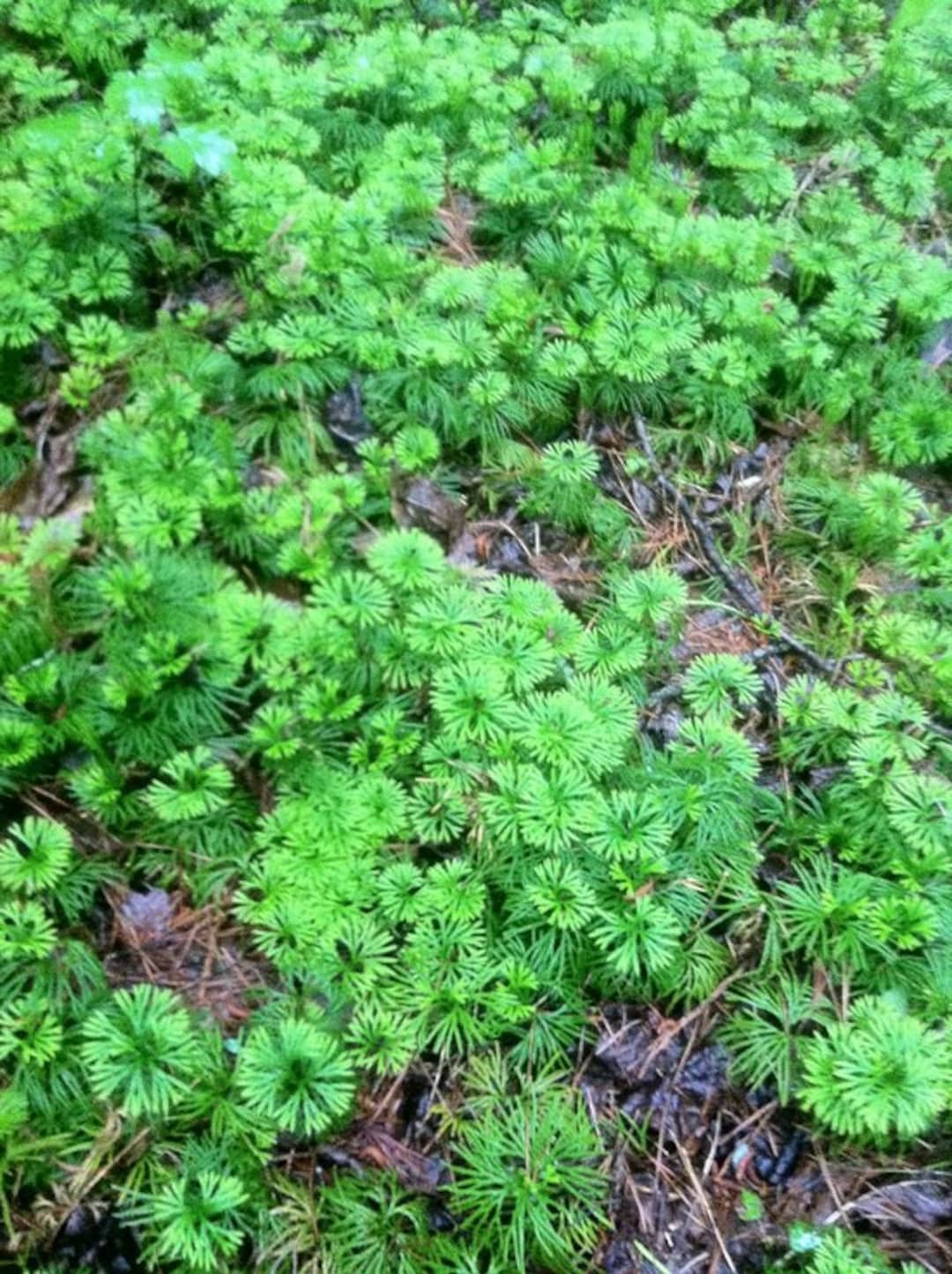 Appalachian Mountain Grown Ground Cedar Evergreen Ground Cover