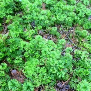 Crowsfoot Appalachian Mountain Grown Ground Cedar Evergreen Ground cover, stays green,.beautiful in the snow 10ft of  ground cover vine.