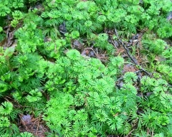 Fan Clubmoss Appalachian Mountain Grown Ground Cedar Evergreen Ground cover, stays green,.beautiful in the snow 10ft of  ground cover vine.