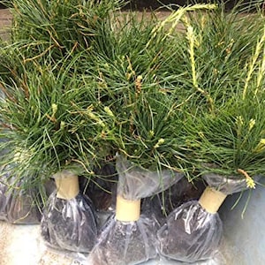 May include: A group of five potted pine trees with green needles and brown soil. The trees are in clear plastic bags with brown paper around the base.