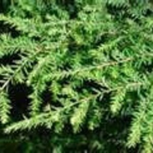 Qty 10 Eastern Hemlock Evergreen Tree Seedling Transplants 4-8 inch tall image 4
