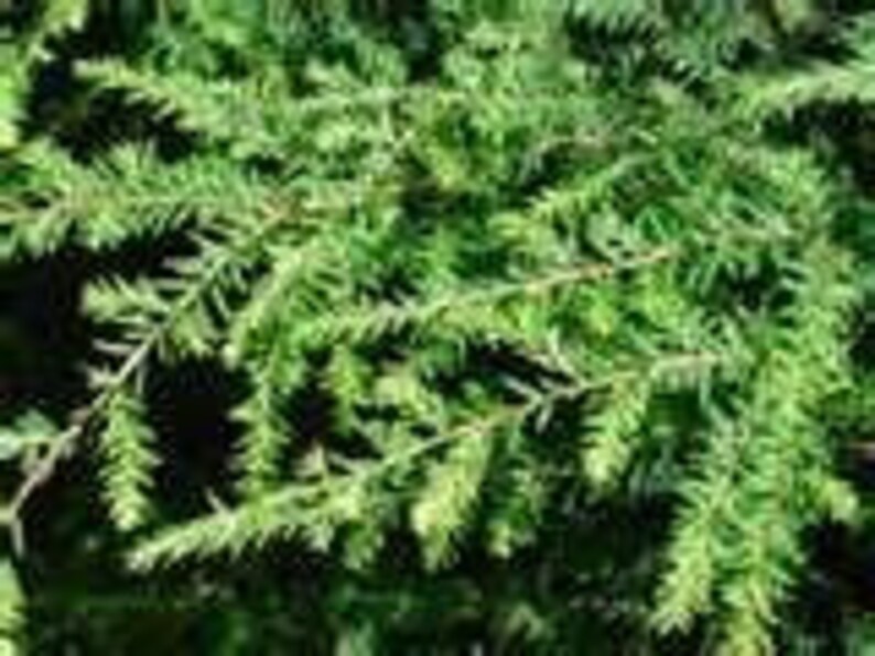 Qty 10 Eastern Hemlock Evergreen Tree Seedling Transplants 4-8 inch tall image 4