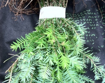 Qty-15 Eastern Hemlock Evergreen starter seedlings  6-9 inches tall  this item SHIPS FREE year round