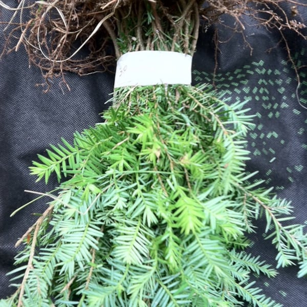 Qty-15 Eastern Hemlock Evergreen starter seedlings  6-9 inches tall  this item SHIPS FREE year round