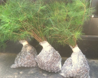 White Pine Starter Tree Bundle - 3 Foot - 10 Trees - Great for Growing Windbreaks or Privacy Hedges , Pine Forest