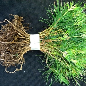 May include: A bundle of pine tree seedlings with roots and green needles. The seedlings are tied together with a white tape.
