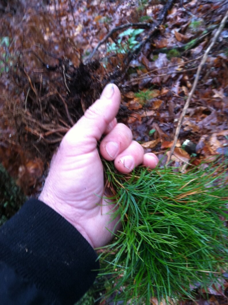 L 22 Nursery Bulk Seedlings White Pine Tree Starter Seedlings Etsy