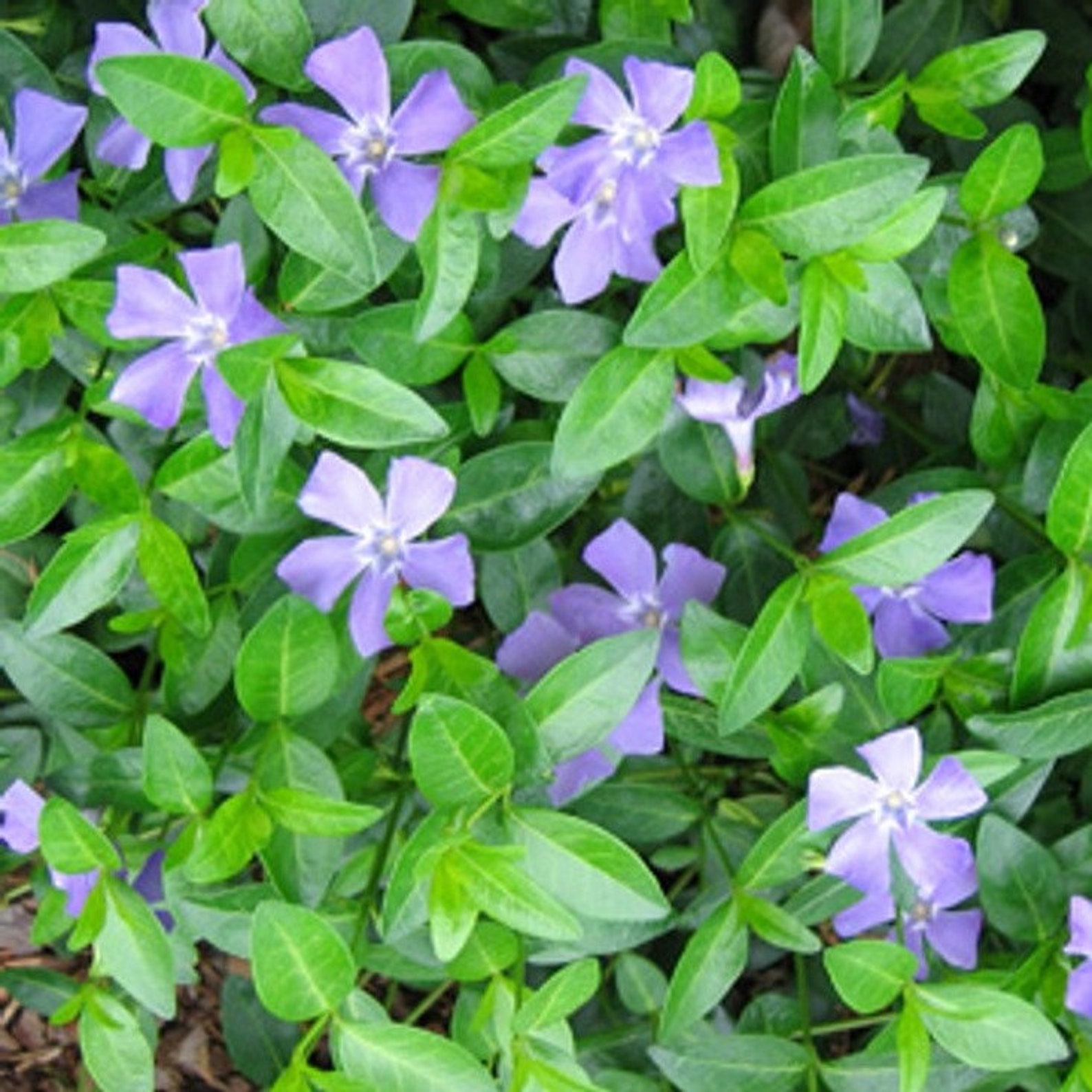 Flowering Vinca Minor Evergreen Ground Cover Qty18 Transplant Etsy UK