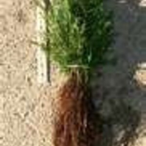 Qty 10 Eastern Hemlock Evergreen Tree Seedling Transplants 4-8 inch tall image 2