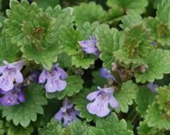 Qty-30 Purple Flowering Creeping Charlie Transplant rooted seedlings 18 inches long each Border Ground cover. Ref # SS