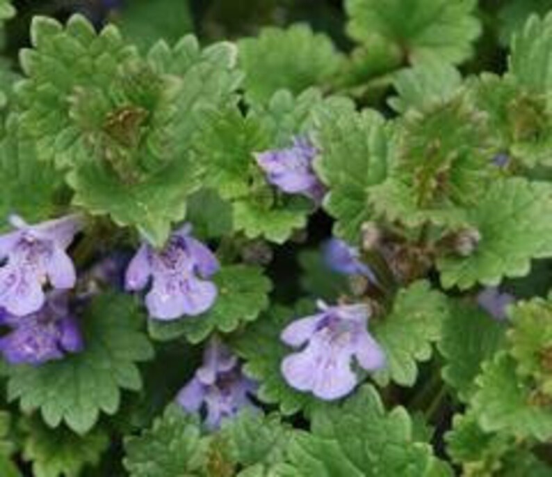 Qty-28 Purple Flowering Creeping Charlie Transplant rooted ...