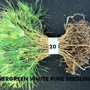 white pine tree quantity 20 fresh  Starter Seedlings 4 to 9 inch tall  Boxed Priority Mail Shipping for protection