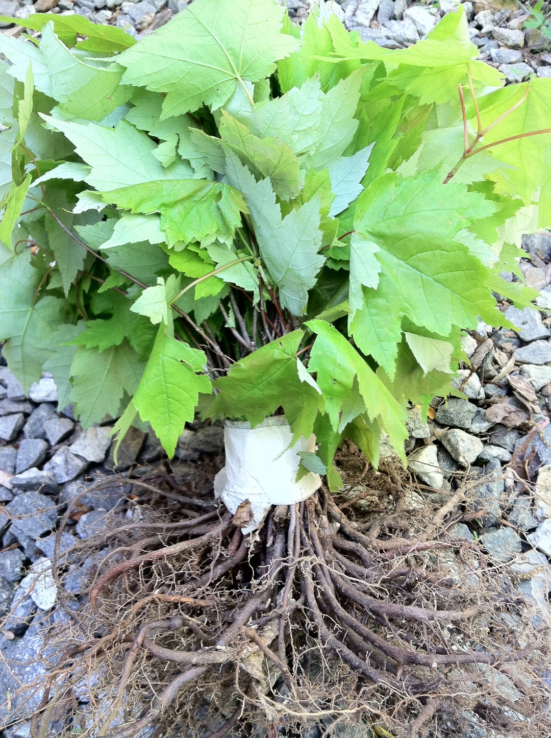 RESERVE Your SPRINGTIME 2026 FOLIAGE 30 Red Maple Nurserytransplant ...