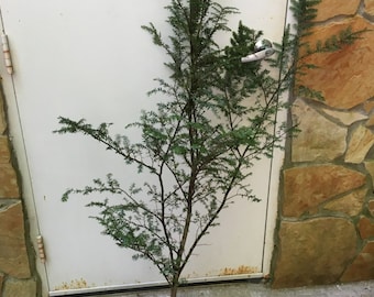 3ft tall Eastern Hemlock evergreen plus free bonus 15" hemlock seedling