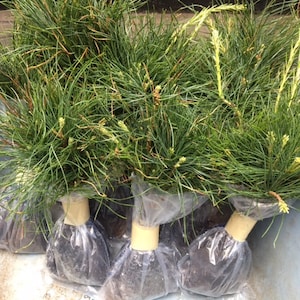 May include: A group of small pine trees in plastic bags, ready to be planted. The trees are green and have long needles. The bags are clear and have a white label on them.