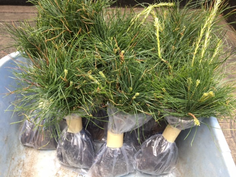 100 Fresh White Pine Tree Seedlings 6 inches tall Boxed Etsy