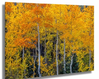 Colorado Aspen Drive – Golden Foliage Wall Art, Autumn Tree Photography, Scenic Byway Landscape Print