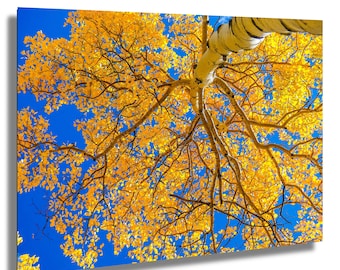 Golden Aspen Canopy Print: Colorado Autumn Nature Photography