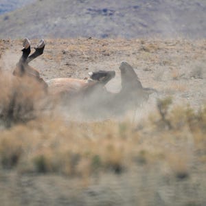 Wild Mustang Photography: Utah Stallion Dust Bath Art Print