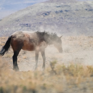 Wild Mustang Photography: Utah Stallion Dust Bath Art Print