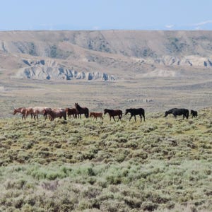 Wild Mustang Photography: Wyoming Horse Herd Fine Art Print