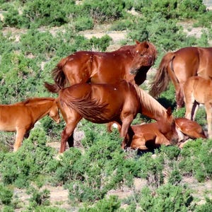 野生のムスタング - ワイオミング州の写真 - 野生馬の写真 - 野生動物のアートワーク - ムスタングの写真 - 野生動物の写真