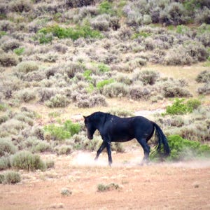 野生のムスタング - ワイオミング州の写真 - 野生馬の写真 - 野生動物のアートワーク - ムスタングの写真 - 野生動物の写真