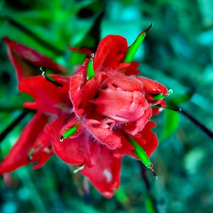 Indian Paintbrush- wildflower Photography - Floral Artwork- Mountain Photography - Western Decor