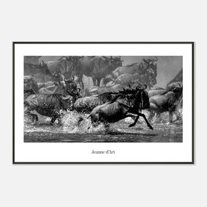 Könnte beinhalten: Schwarz-Weiß-Druck in einem Rahmen, der eine Herde Gnus beim Überqueren eines Flusses zeigt, die Spritzer erzeugt. Das Bild fängt die Tiere in Bewegung ein, mit dem Text "Jeanne d'Art" unten.