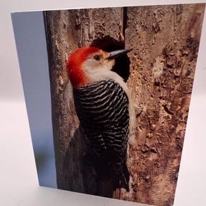 Red-Bellied Woodpecker Greeting Card: Blank Bird Photo Card