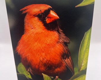 Northern Cardinal Photo Greeting Card: Blank Bird Card