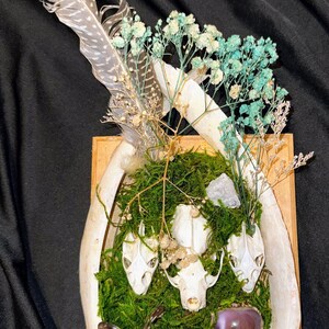 Pode incluir: Uma peça decorativa única com crânios de animais, musgo, flores secas e uma borboleta, colocada dentro de uma moldura em forma de osso. O arranjo inclui uma pena e uma pedra polida, criando uma exibição artística natural. O fundo é tecido escuro.