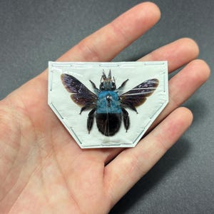 Xylocopa caerulea (spread) Blue Carpenter Bee Real dried Insect (OVERSTOCK)