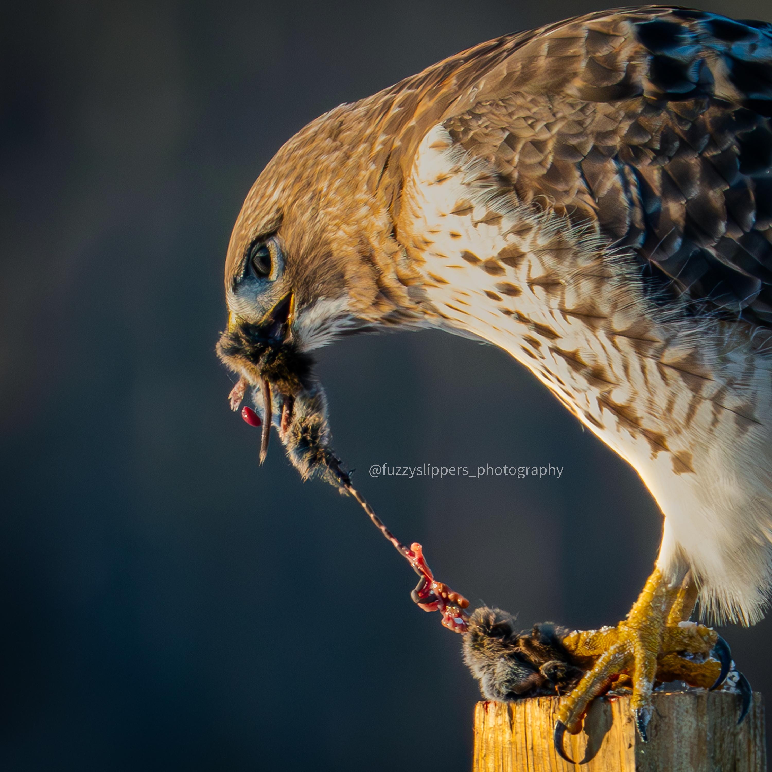 Red-tailed Hawk Feeding – Intense Wildlife Photography Print, Raptor ...