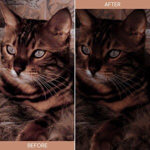 May include: A side-by-side comparison of a cat's face, labeled "BEFORE" and "AFTER." The cat has brown fur with dark stripes and light blue eyes. The "AFTER" image appears darker, with enhanced contrast.
